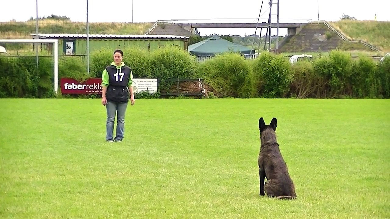Dutch Championship Dutch Shepherd 15 July 2012
