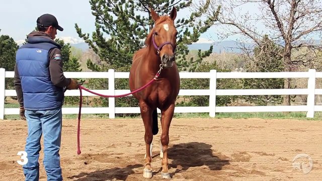 Arabian Horse Judging Educational Resource Series Class #1 Half-Arabian Geldings