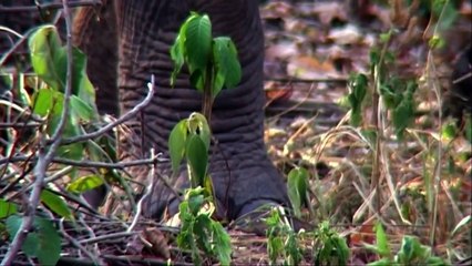 Pure Nature Specials   Are Elephants Headed Toward Extinction