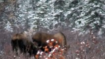 Alaska-Yukon Moose Hunt 2010 (Northwest Terrotories)
