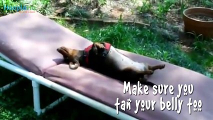 Dogs Soak Up Summer Sun With Poolside Playtime