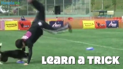 A Dog's Guide to Frisbee