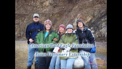 Avian Medicine Externship at American Bald Eagle Foundation