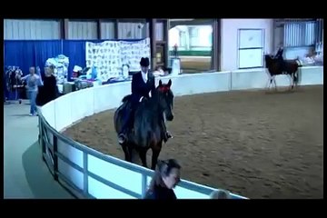 VIN DIESEL - Half-Arabian Country English Pleasure Gelding - FOR SALE!!!!!