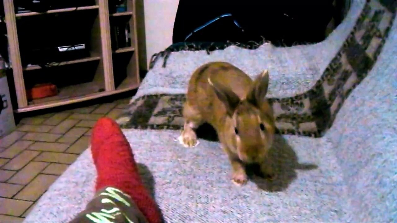 Tufi - Le lapin fou