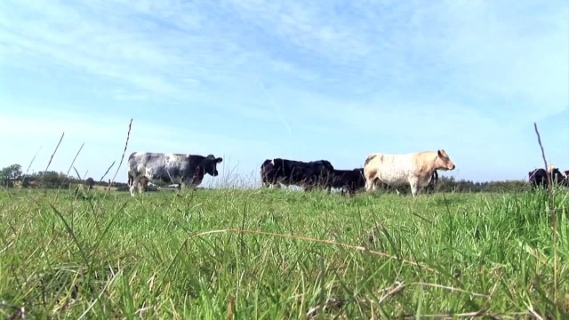 Safeguarding Animal Welfare