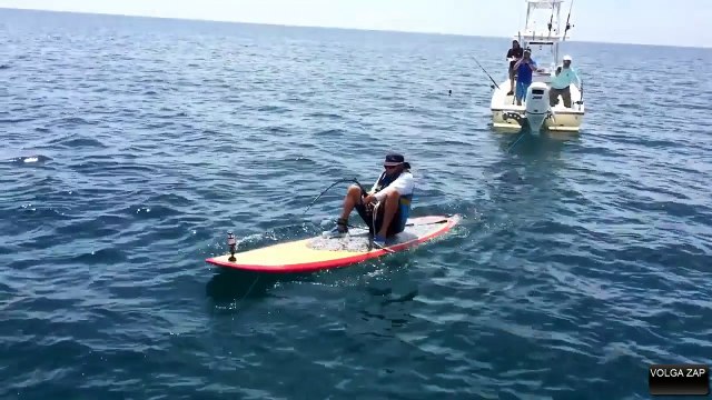 Un énorme poisson au large de la cote Est de la Floride - Géant Goliath Mérou géant