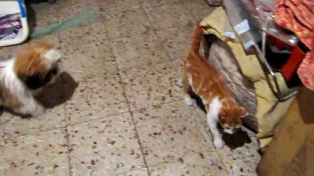 Cane e Gatto che giocano Biancavilla