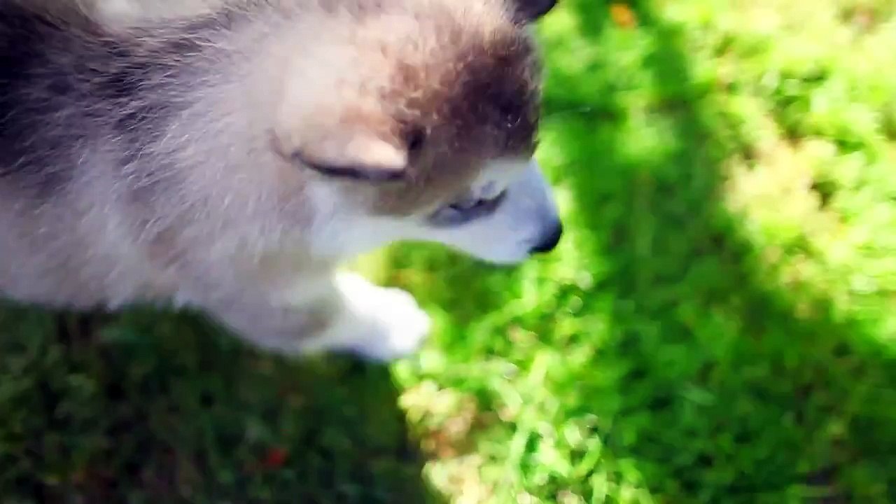Alaskan Malamute - Little Monsters (featured in Purina® Pro Plan® Commercial)