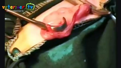 Hekim Saati "Dişi Kedi Kısırlaştıma Ameliyatı"