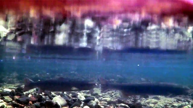 frai saumon allier 2012 n°1