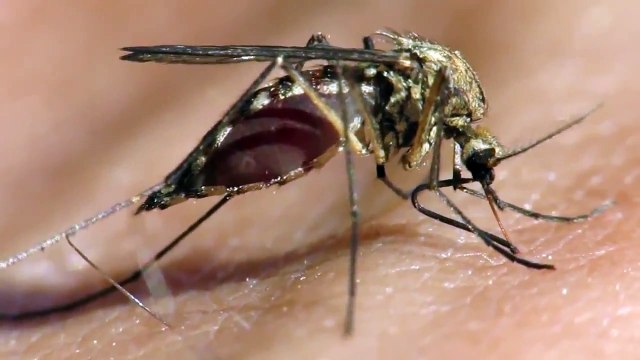 Mosquito Aedes Aegypti da Dengue Sugando Sangue crotalaria.com