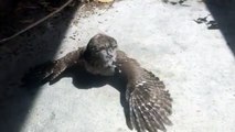 Cutest owl Sunbathing! Who says you can only get a tan at the beach? Lol