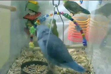 Watching Parrotlets Play - So Simple it's Relaxing