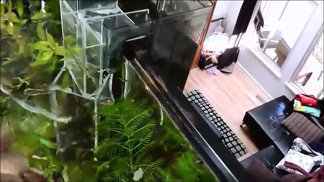 CO2 reactor/diffuser for Hang On Back (HOB) aquarium filter