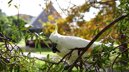 4K Video from the Leica D-LUX (Typ 109) - DigiDIRECT TV Ep 106