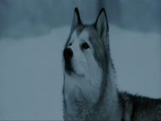 Eight below - my december
