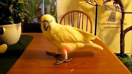 laser lampe de poche