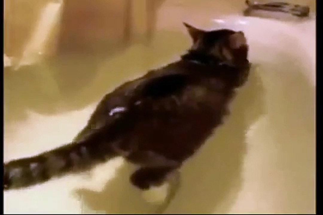 Swimming cat