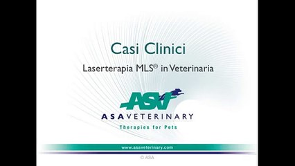 Schnauzer nano con lesione legamento crociato anteriore