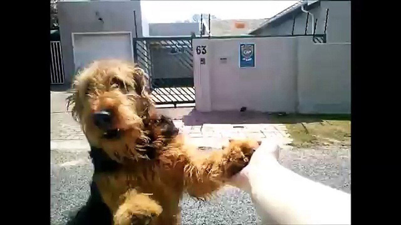 An Airedale Terrier Welcome