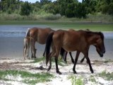 Shackleford Island Wild Horses and Foals