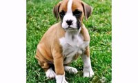 Funniest Dog - Boxer Dogs and Puppies - Cute Funny Animal Dog