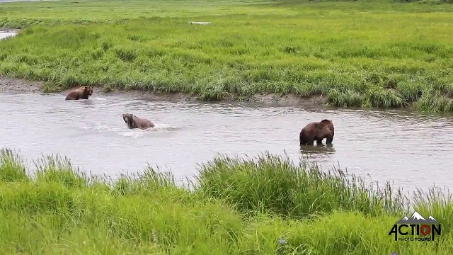 Brown Bears Go Deep Diving