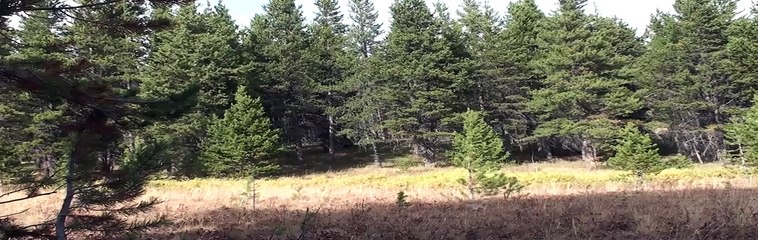 Wolf at Grebe Lake, Yellowstone National Park