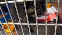 *URGENT!* CATS/KITTENS for ADOPTION @ North Platte Animal Shelter ~ 6-12-2013