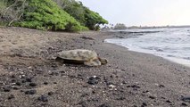 Green Sea Turtle crawling back to the sea on the Big Island of Hawaii