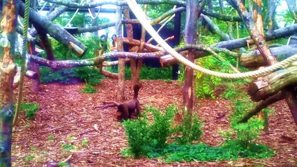 zoo de Vincennes (Automne 2014)