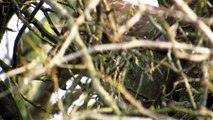 Kobac jede - Sparrowhawk eating