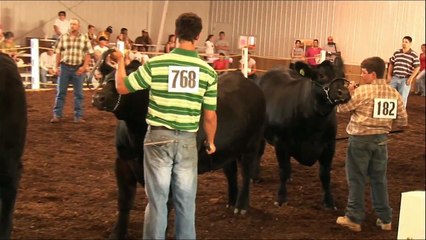 Judging Beef Cattle at the Champaign County Fair