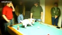 Funny Cats And Dogs Playing Pool Compilation 2014 [NEW]