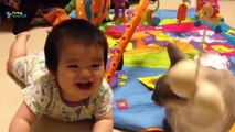 Funny Videos   Funny Cats   Funny Babies Laughing   Funny Animals Videos   Funny Dogs 2015
