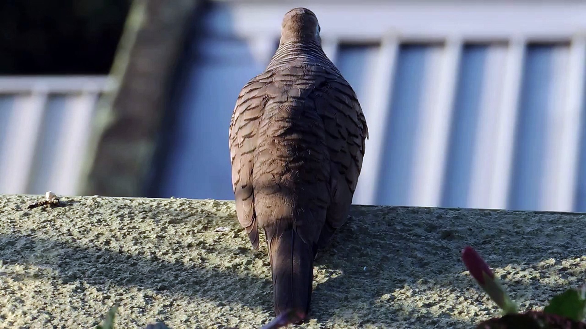 ⁣Zebra Dove - Bird Sound