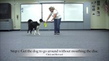 Using A frisbee as a cane - Clicker Training Disc Dogs