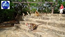 Monkeys at the Dambulla Caves   Sri Lanka