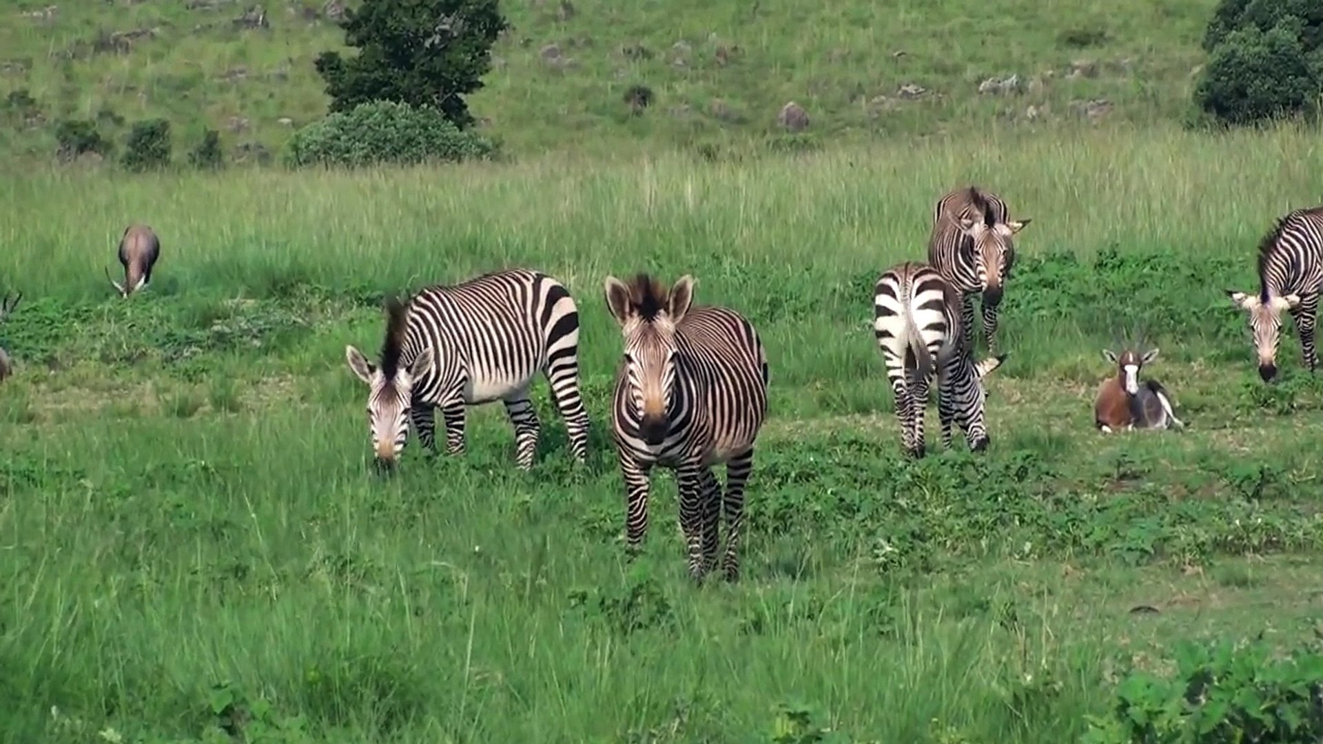 Zebra, Warthog, Ostrich, Wildebeest Grazing