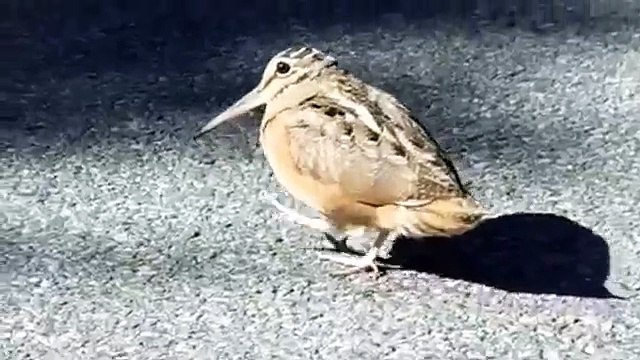 Птица меломанка