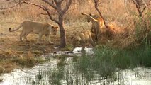 Growing Up in a Pride - Playtime for African Lion Cubs