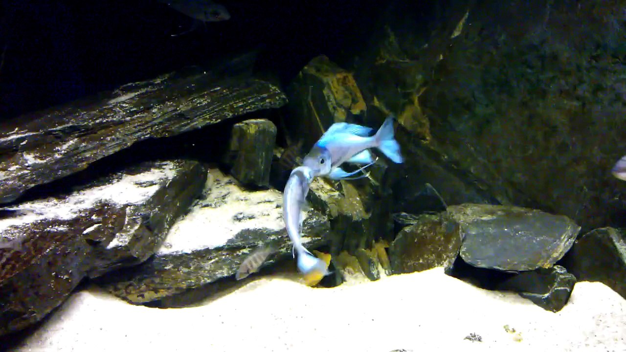 Ophthalmotilapia Ventralis Orange Cape