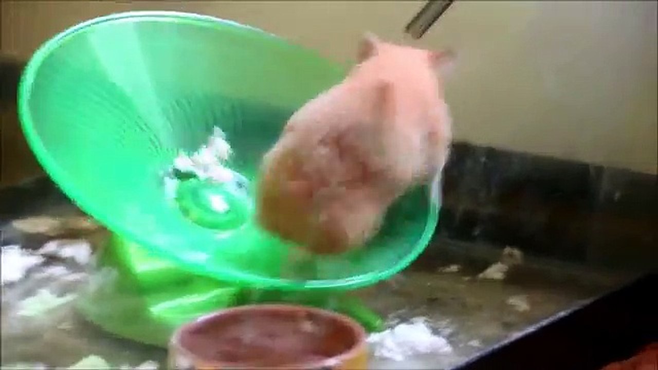 Syrian (Golden) Hamster on Flying Saucer Hamster Wheel