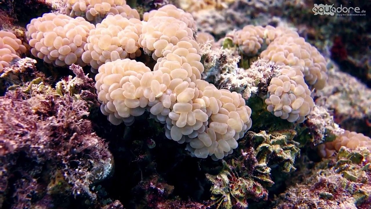 The beautiful underwater world of the Red Sea - Highlights || 4 ||
