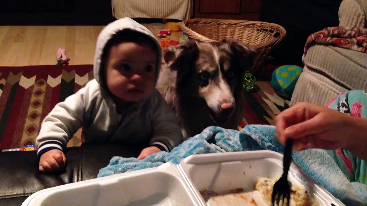 Un chien dit Maman à la place du bébé