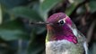This humming-bird changing color is so beautiful