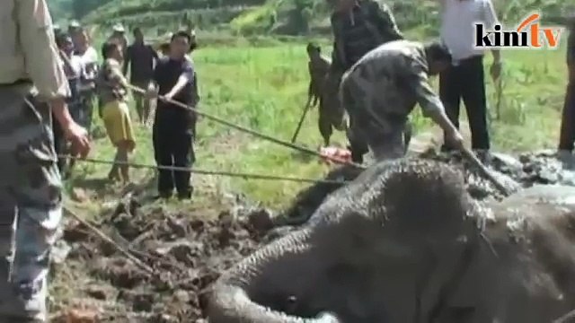 Misi selamatkan gajah terbenam dalam lumpur