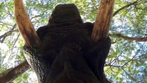 Afrique du sud - Parc Kruger - elephant whispers (résumé deux derniers jours)