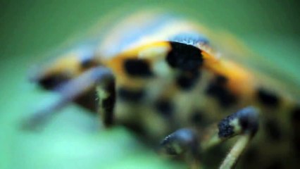 Насекомые HD: Богомол 🦗